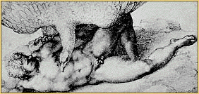 Michelangelo drawing